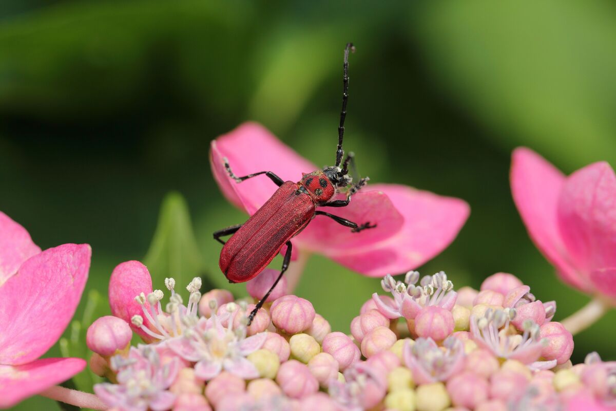 Besouro vermelho em planta.