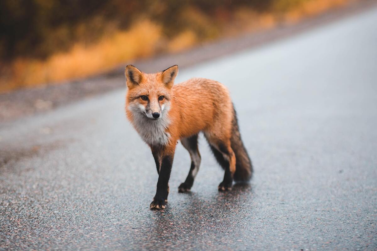 Raposa andando em uma rua.