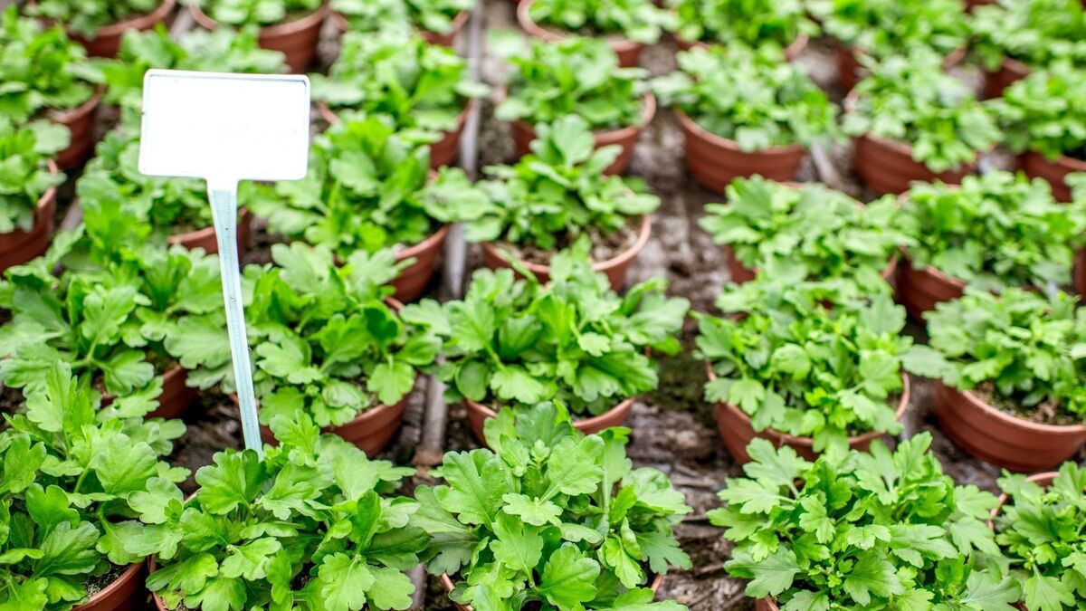 Horta com plantas verdes.