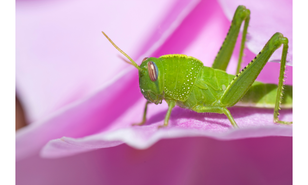 Gafanhoto pousado em uma flor.