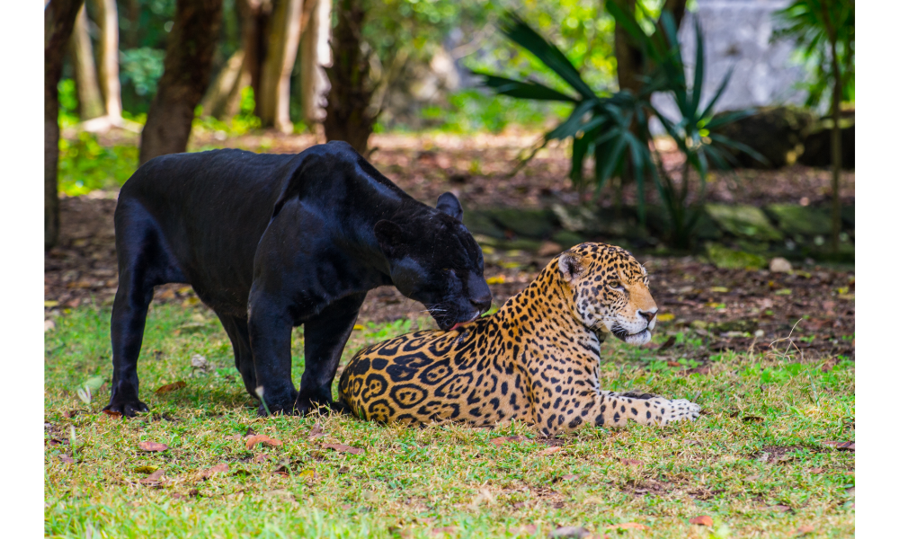 Onças em um zoológico.