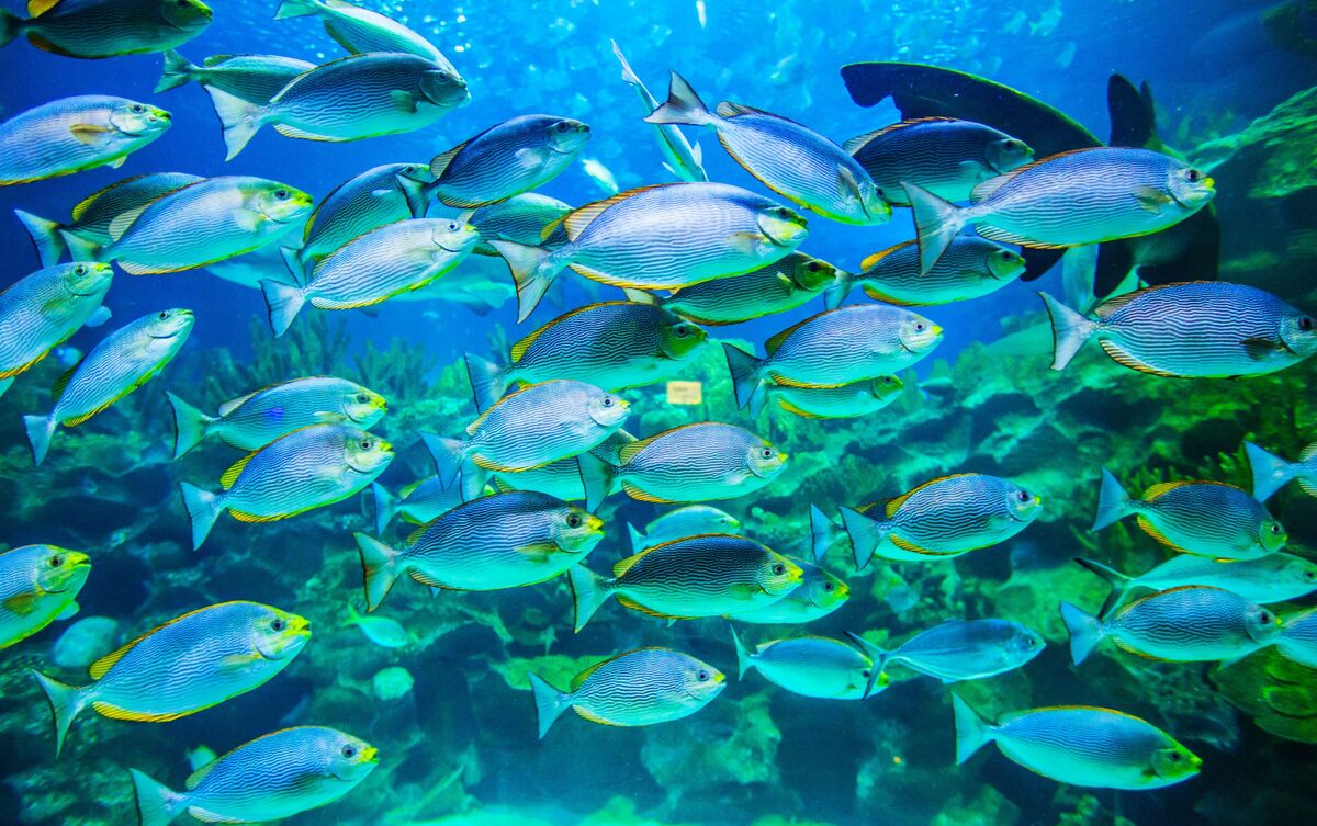 Grupo de peixes em mar.