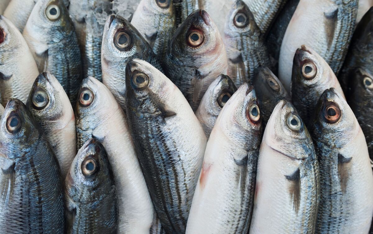 Muitos peixes pescados.