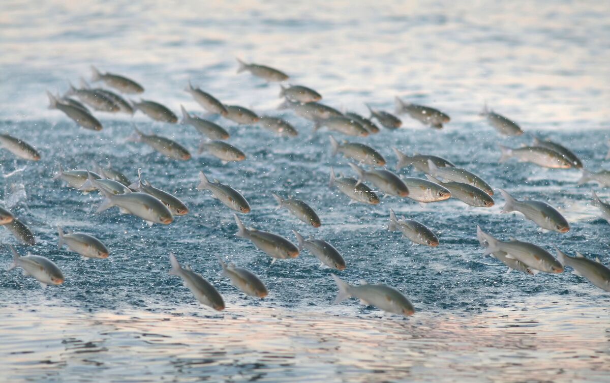 Muitos peixes pulando para fora d'água.