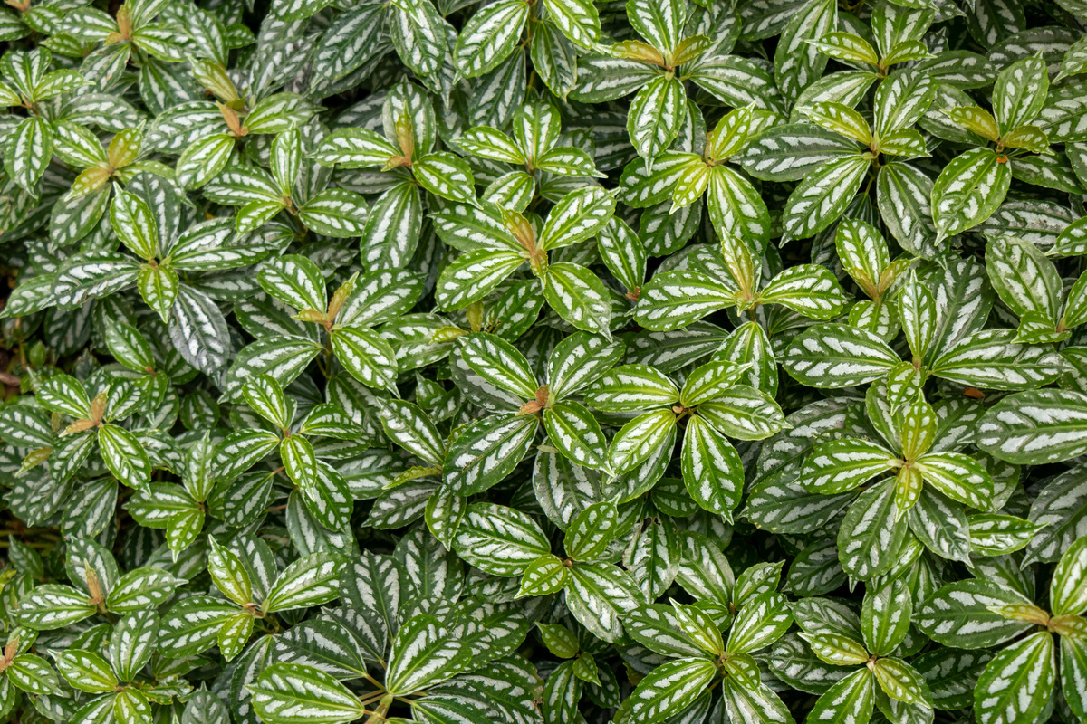 planta comigo-ninguém-pode