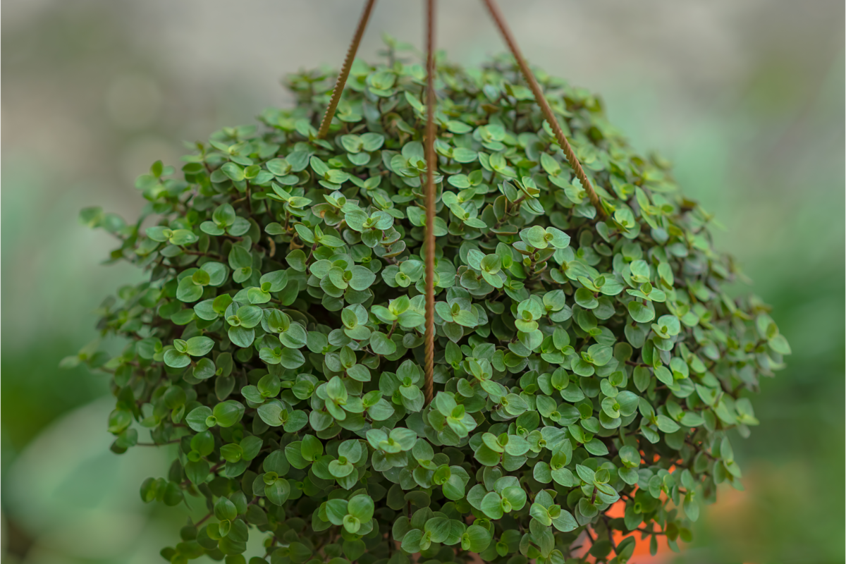 Planta dinheiro-em-penca em um vaso.