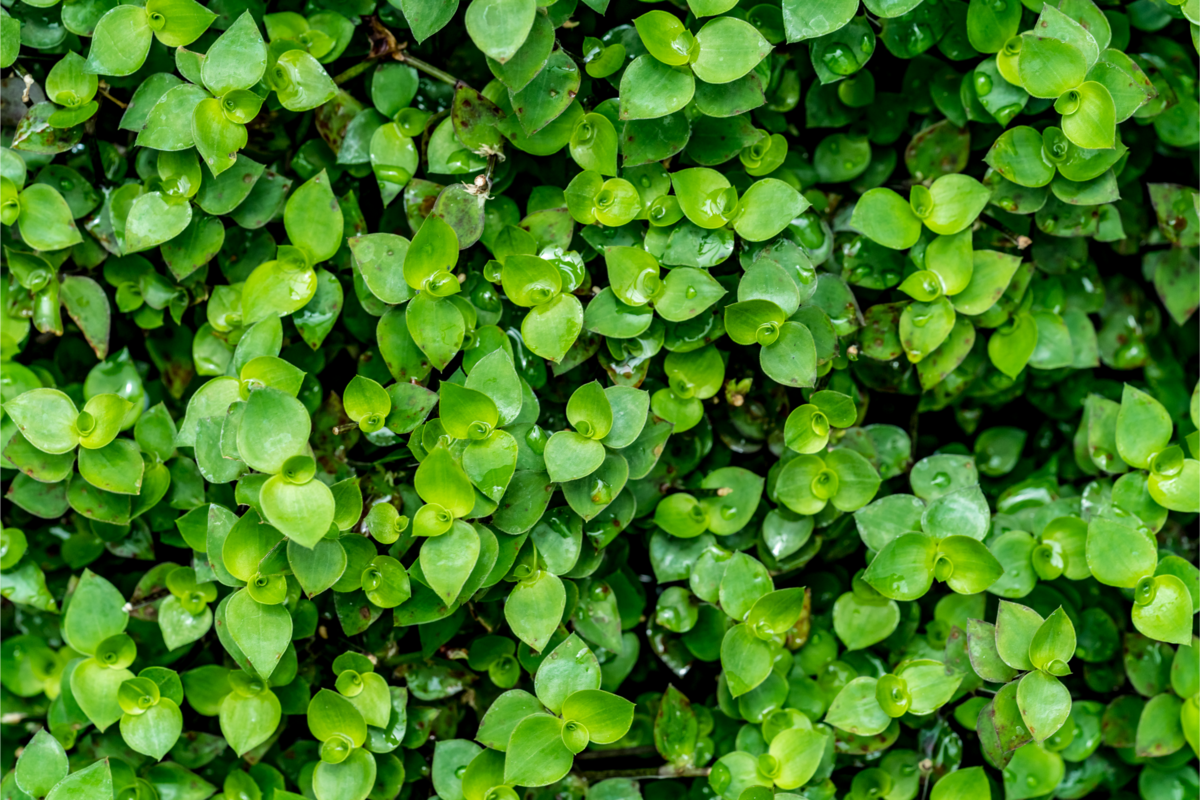 Parede coberta da planta dinheiro-em-penca.