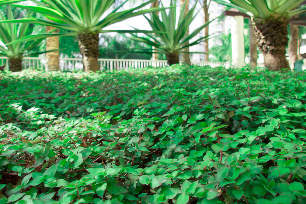 Planta dinheiro-em-penca.