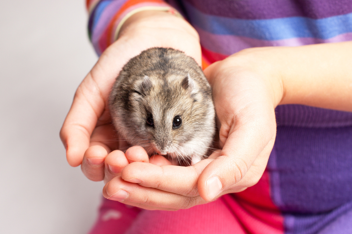 Pessoa segurando um hamster cinza com as duas mãos.