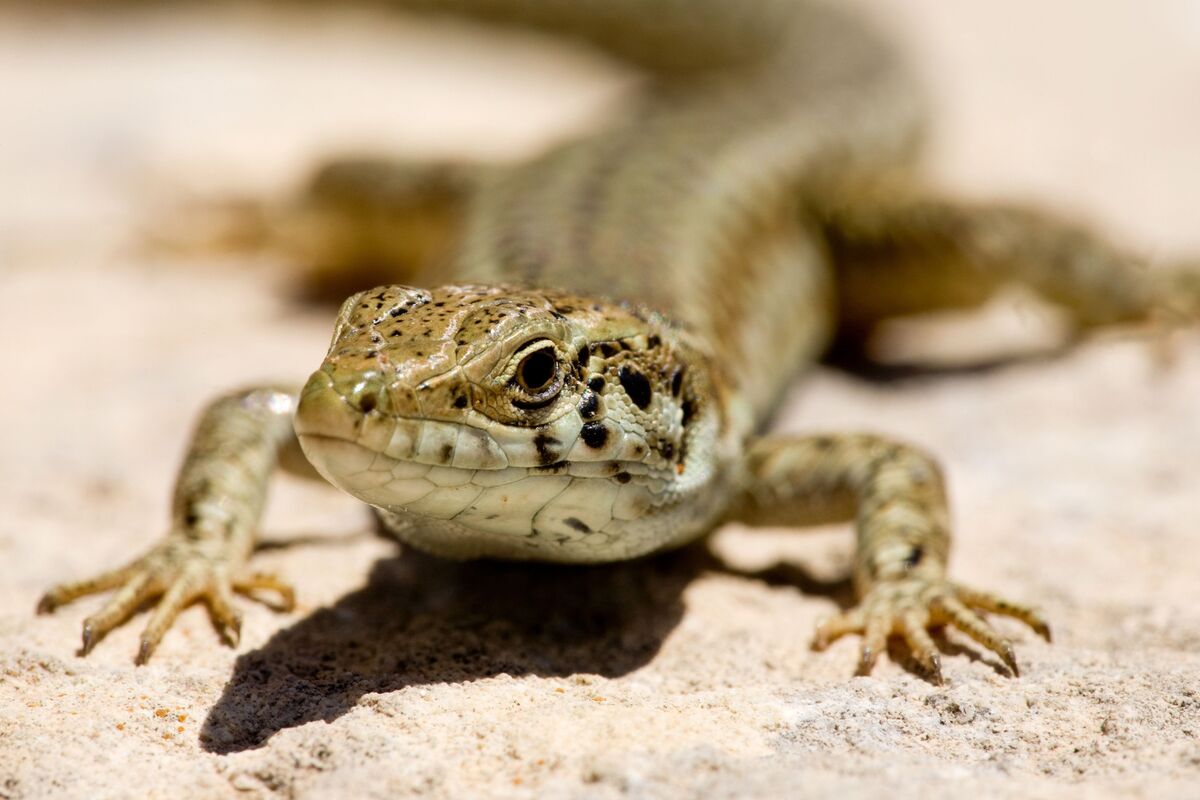 Lagarto verde na terra.