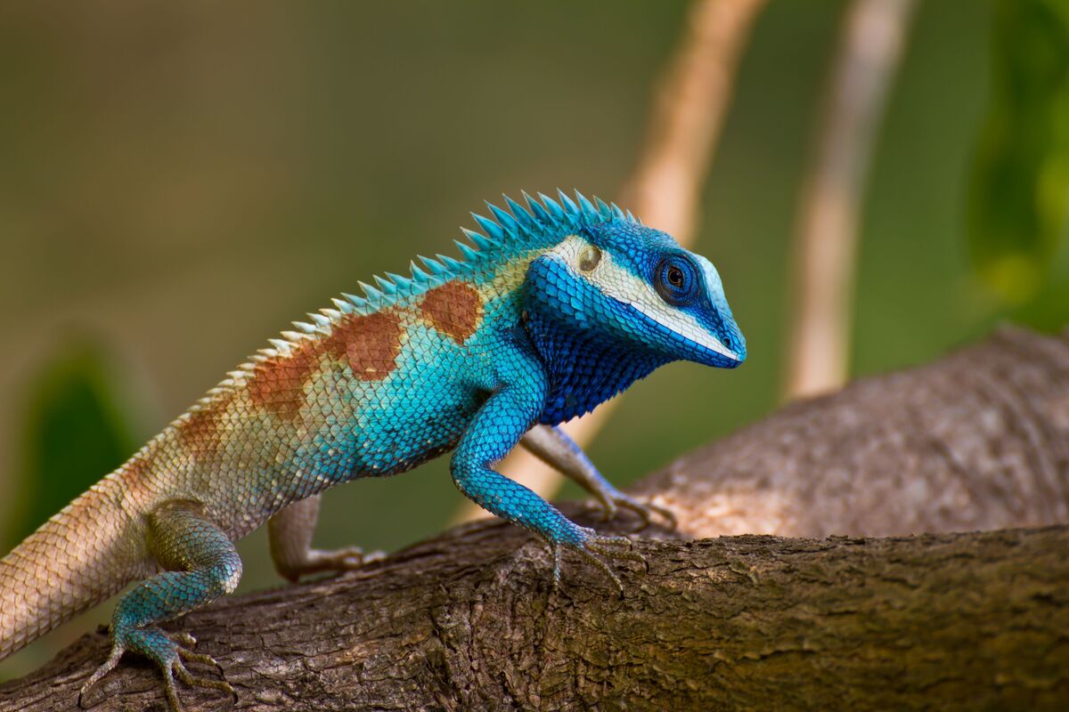 Lagarto azul verde e vermelho em tronco.