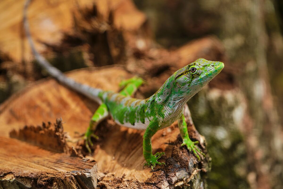 Lagarto pequeno e verde.