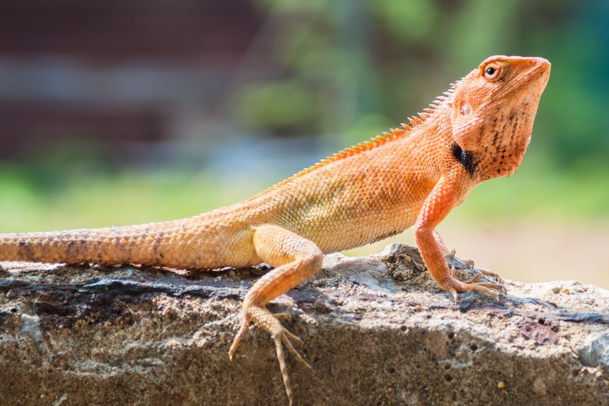 Lagarto laranja em tronco.