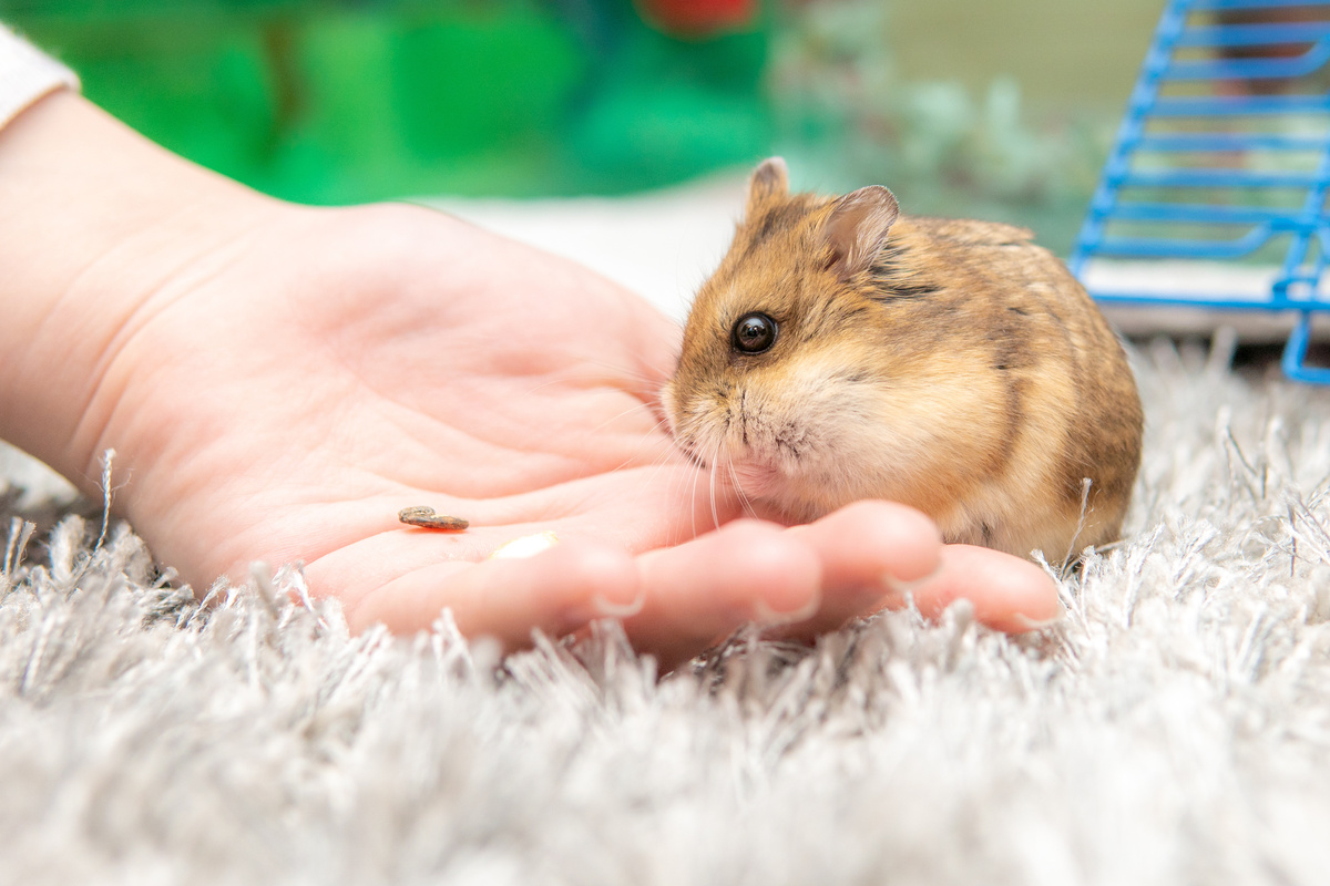 Mão alimentando hamster marrom. 