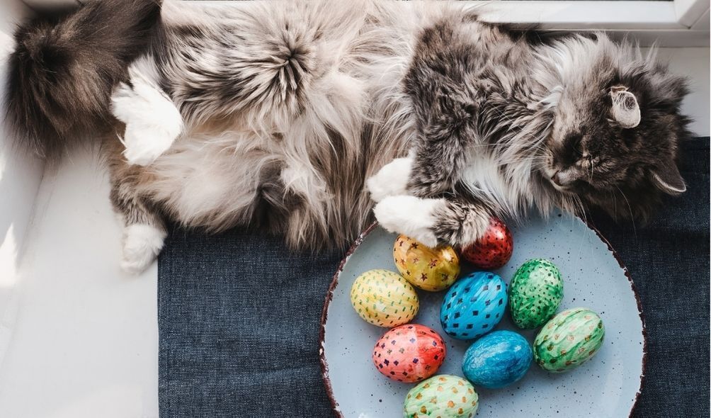 Foto de gato cinza com ovinhos de páscoa