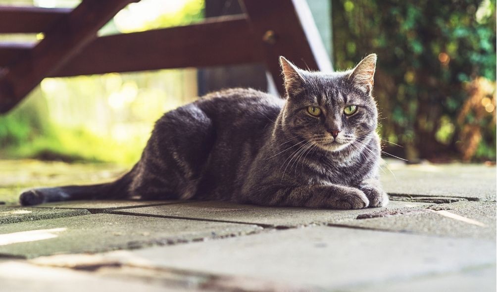 Foto de gato cinza deitado