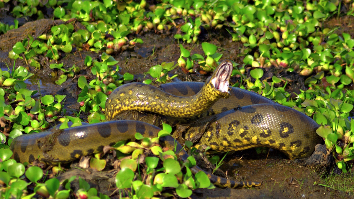 Cobra sucuri dando um bote.