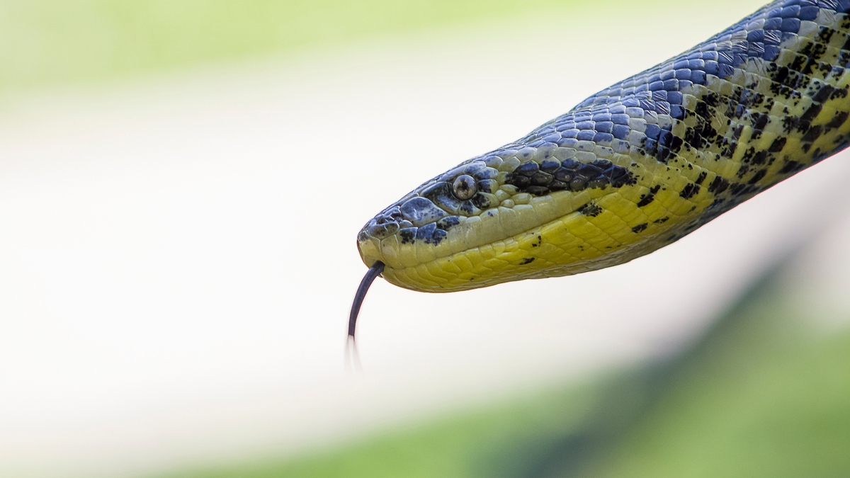 Cobra sucuri com a língua pra fora.