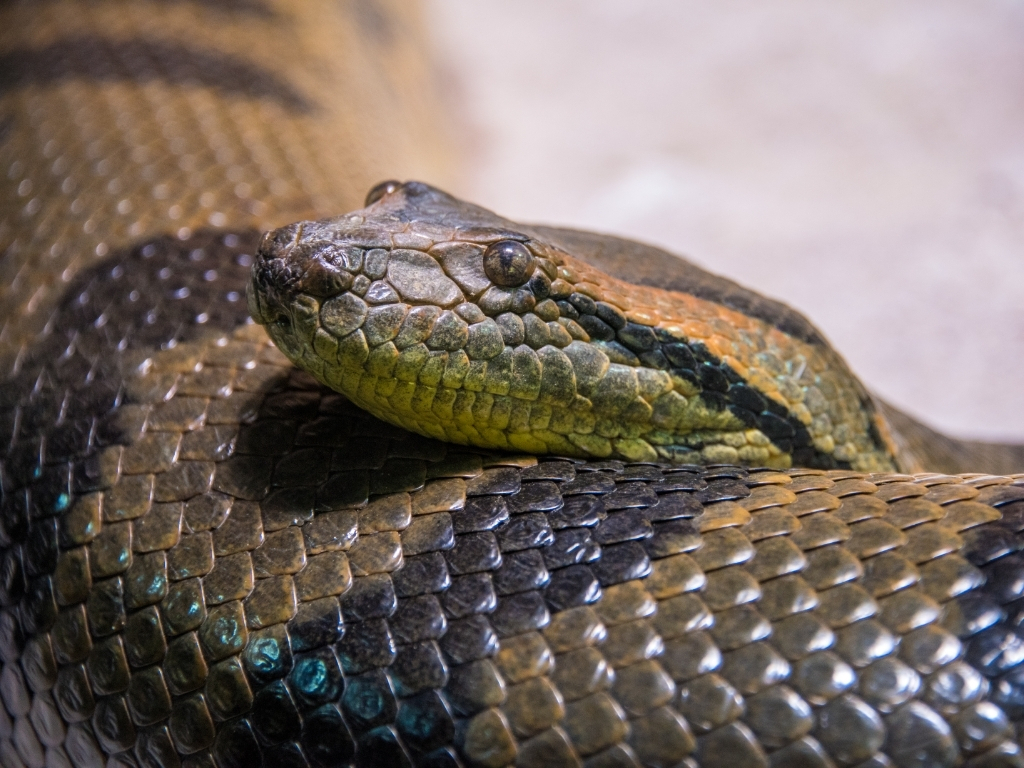 Cobra sucuri com a cabeça apoiada.