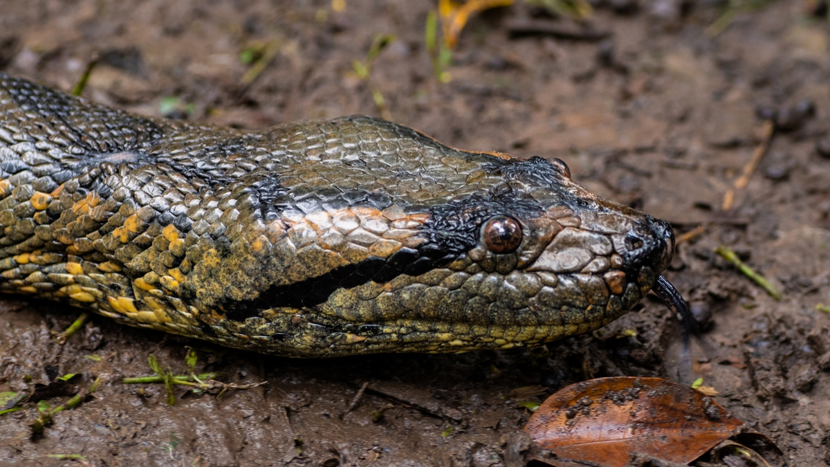 Cobra sucuri na terra.