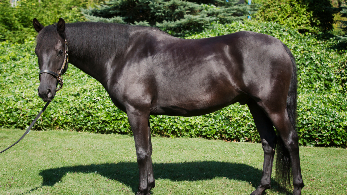 Um cavalo preto. 