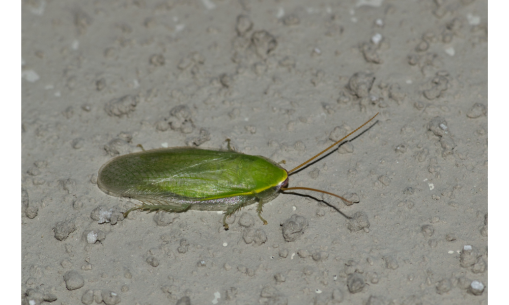 Barata verde.