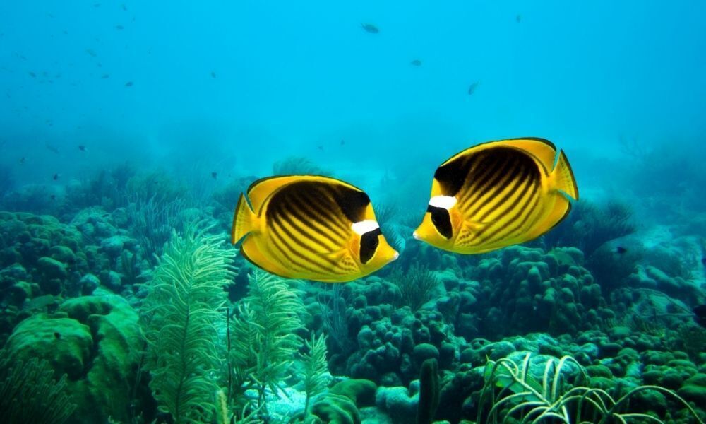 Peixes amarelos no mar.