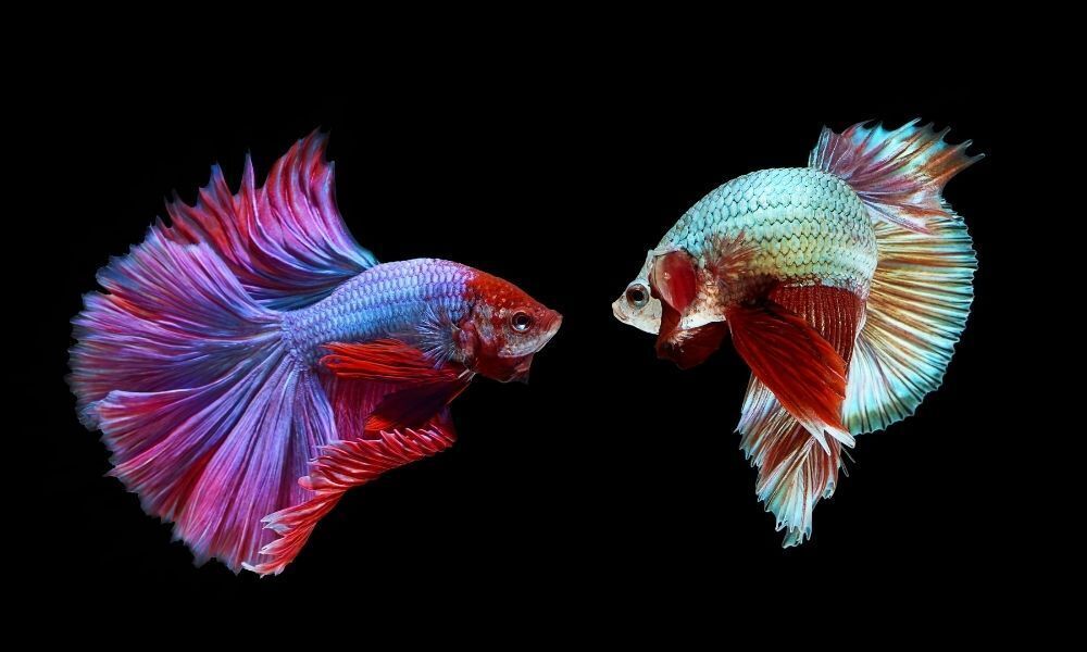 Peixes betta juntos.