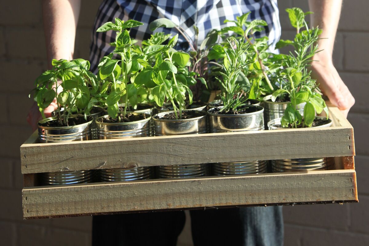 Caixa com vasos e ervas plantadas.