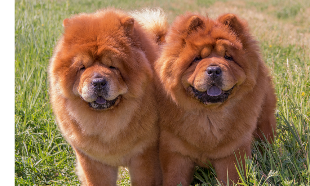 Casal de cachorros Chow Chow de cor marrom..