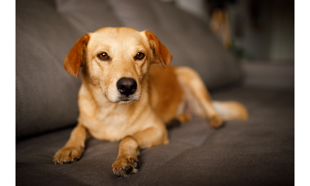 Cachorro marrom deitado em um sofá.