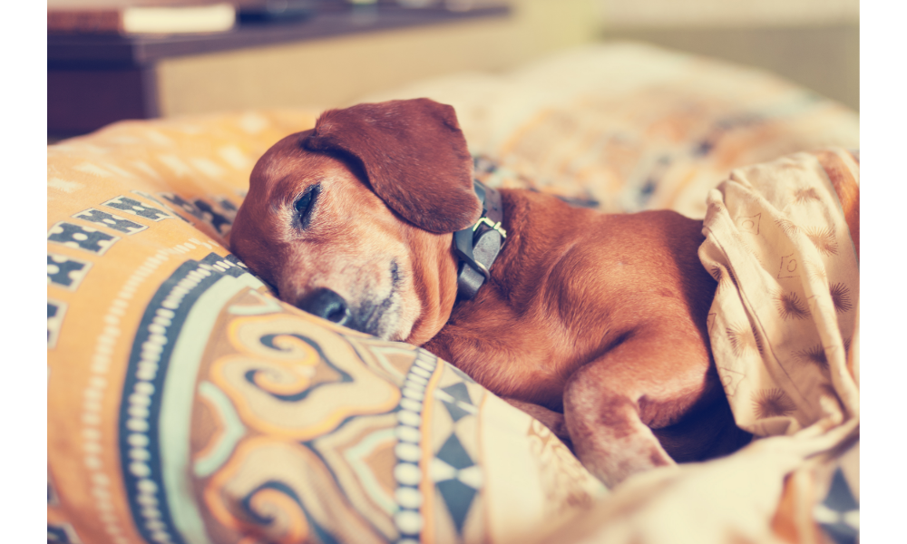 Cachorro marrom deitado dormindo.