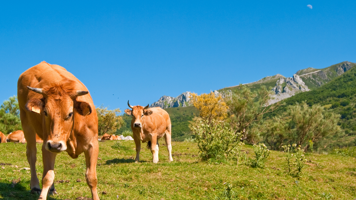 Vacas. 