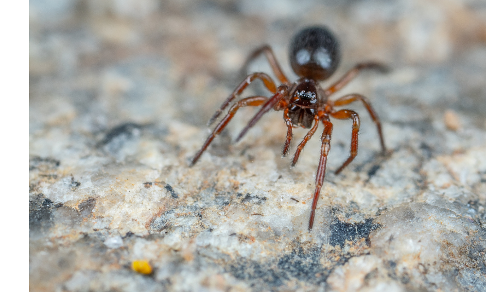 Aranha marrom escura.