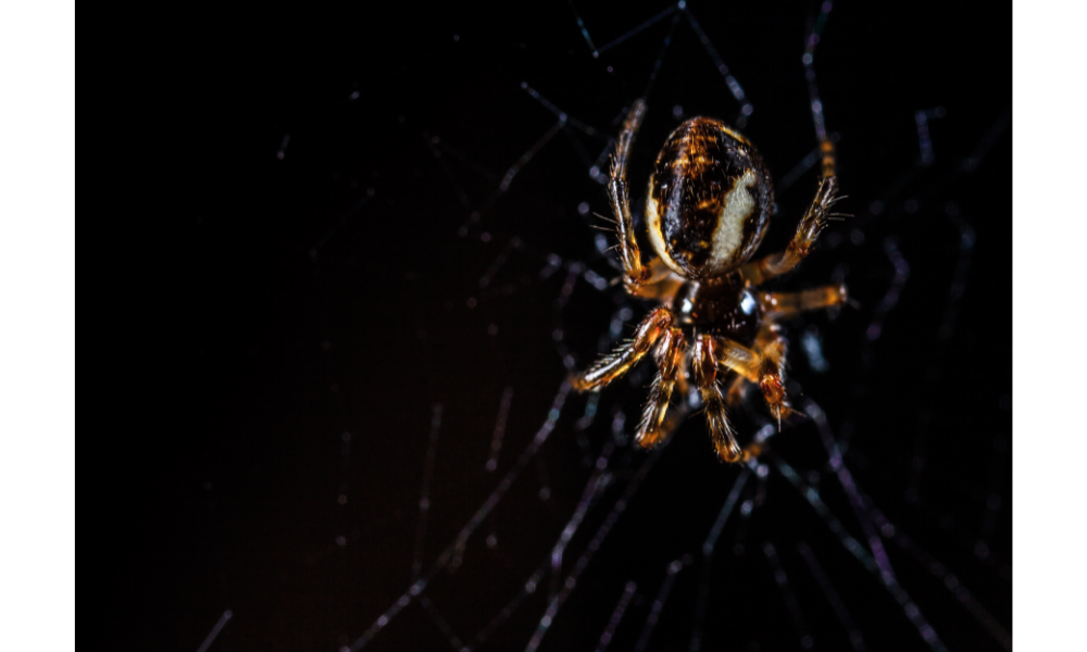 Aranha marrom tecendo uma teia, fundo preto.