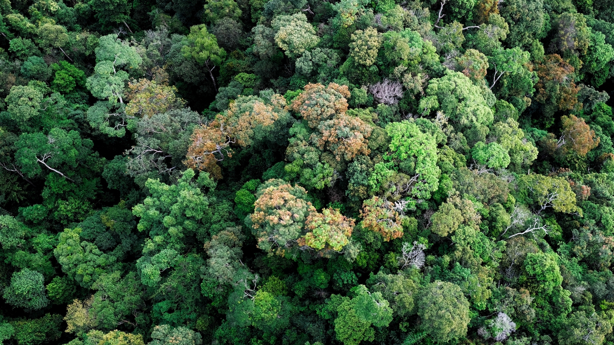 Floresta com muitas árvores.