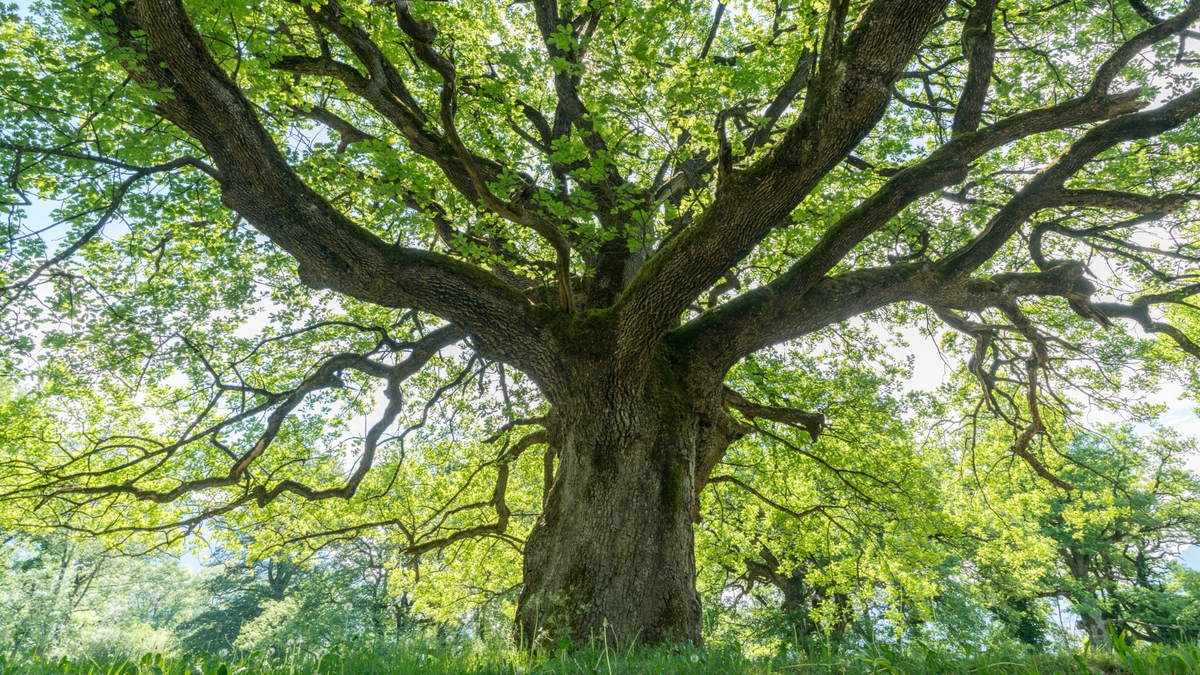 Árvore gigante.