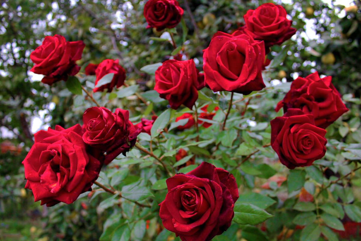 Várias rosas vermelhas.