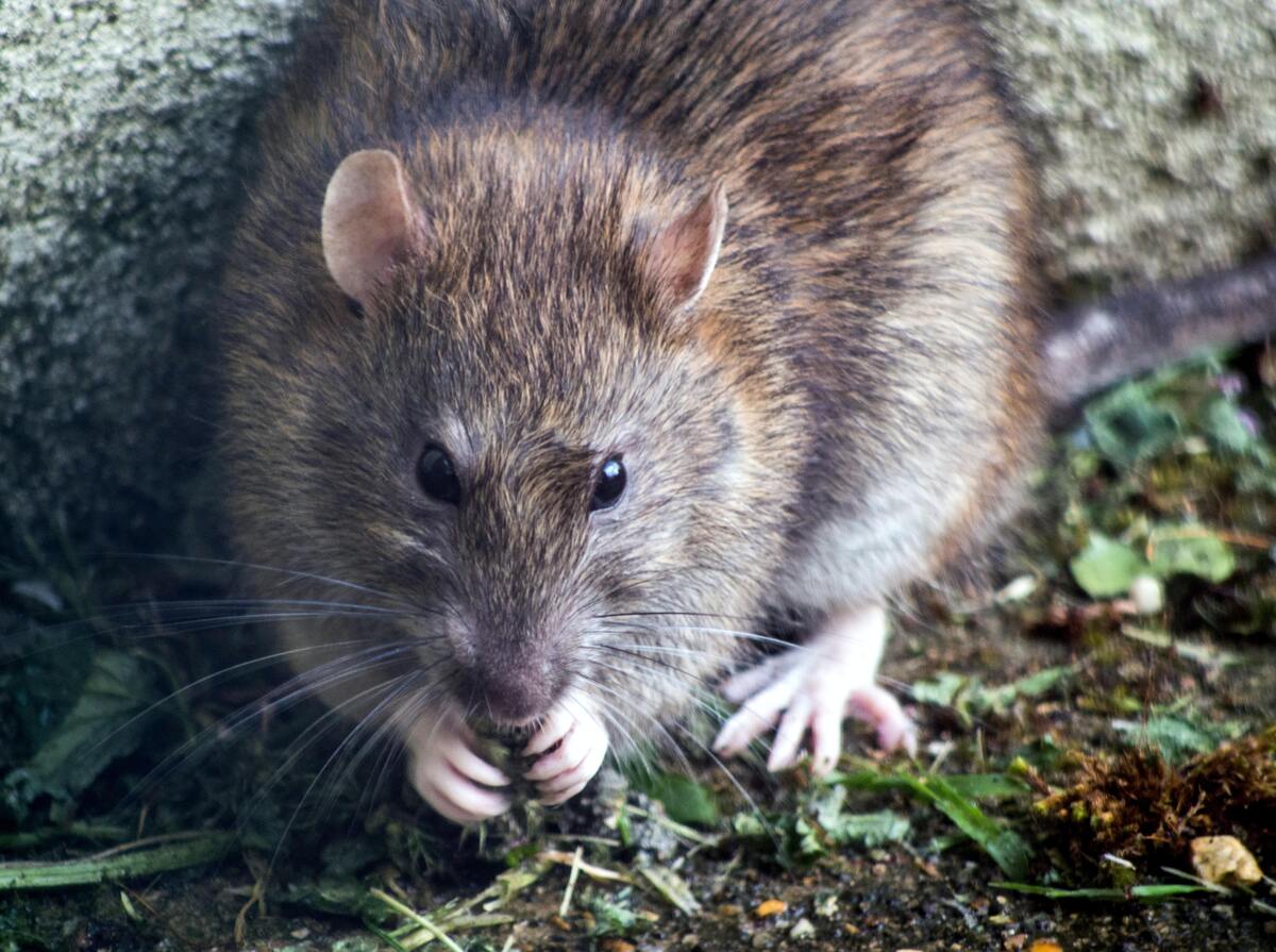 Rato comendo.