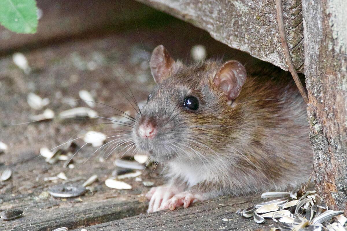 Rato saindo de um toco de madeira.