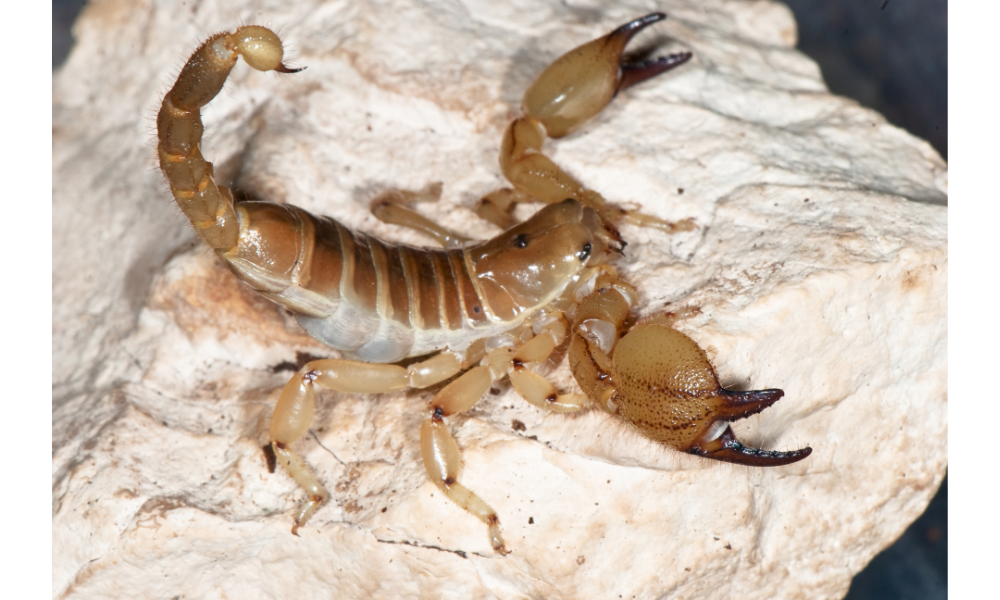 Escorpião amarelo grande em uma pedra.