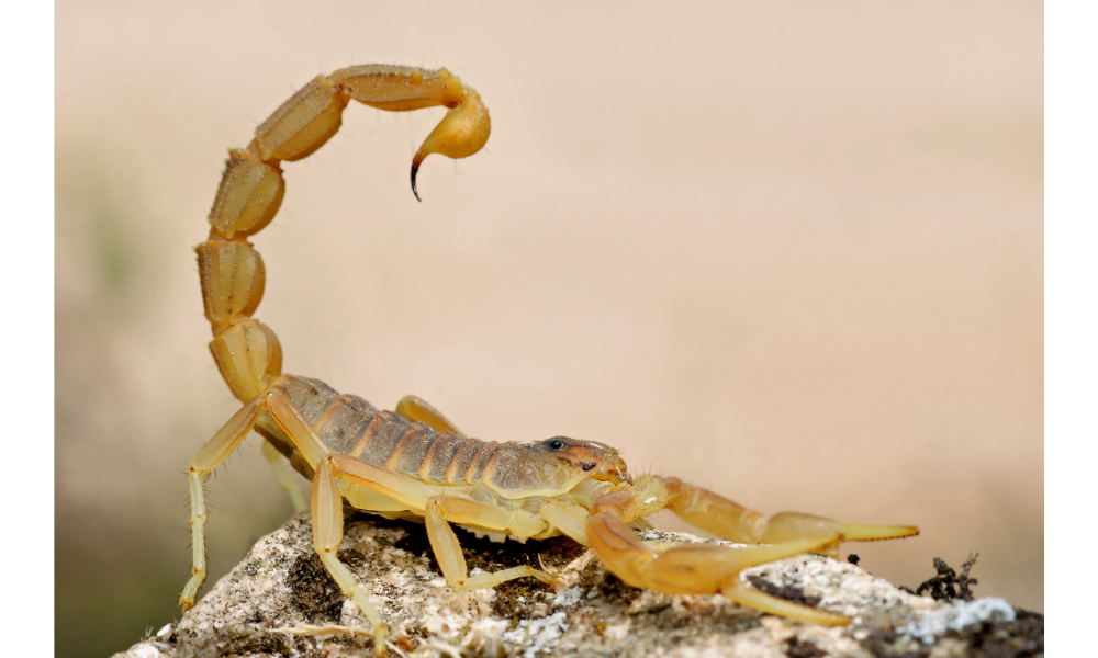 Escorpião amarelo grande.