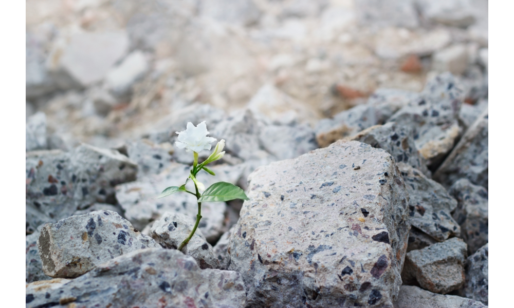 Flor branca nascendo por entre as pedras, simbolizando resiliência, fé e esperança.