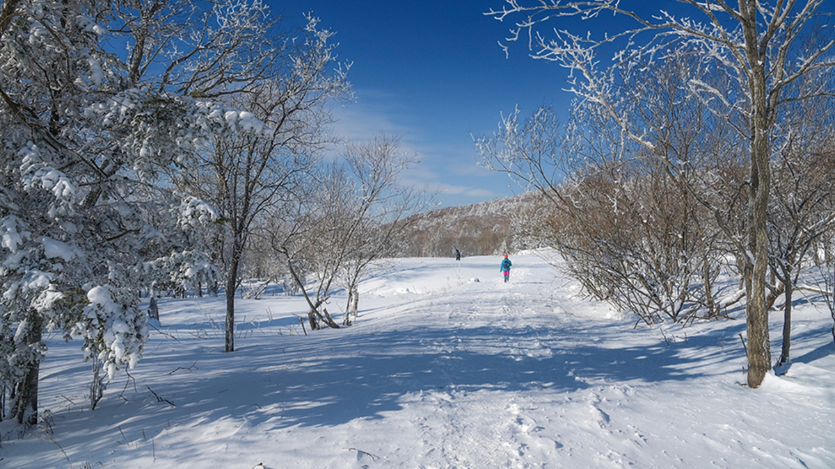 Paisagem de árvores e neve.