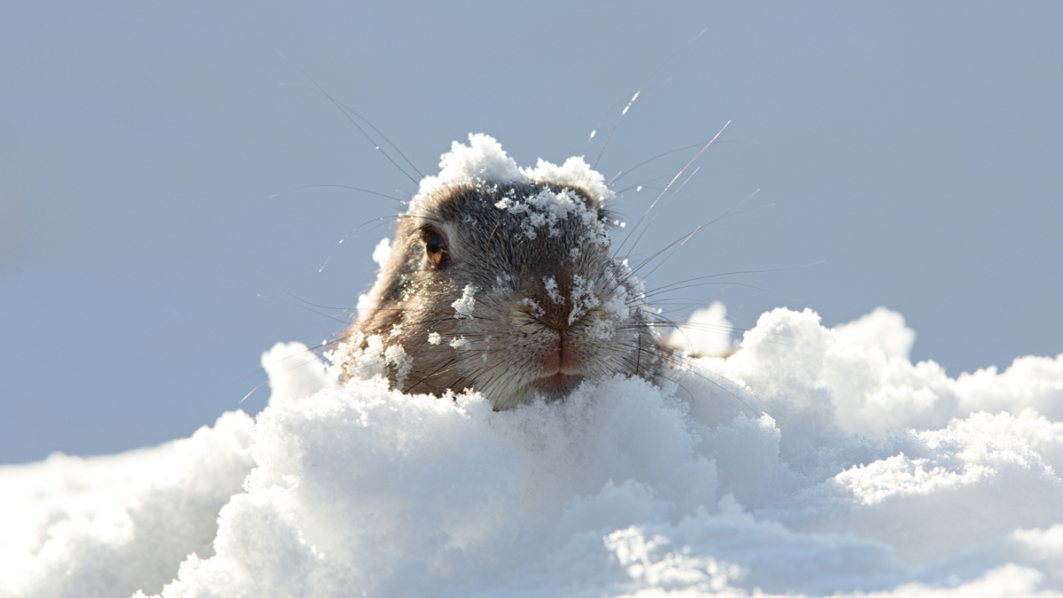 Roedor na neve.