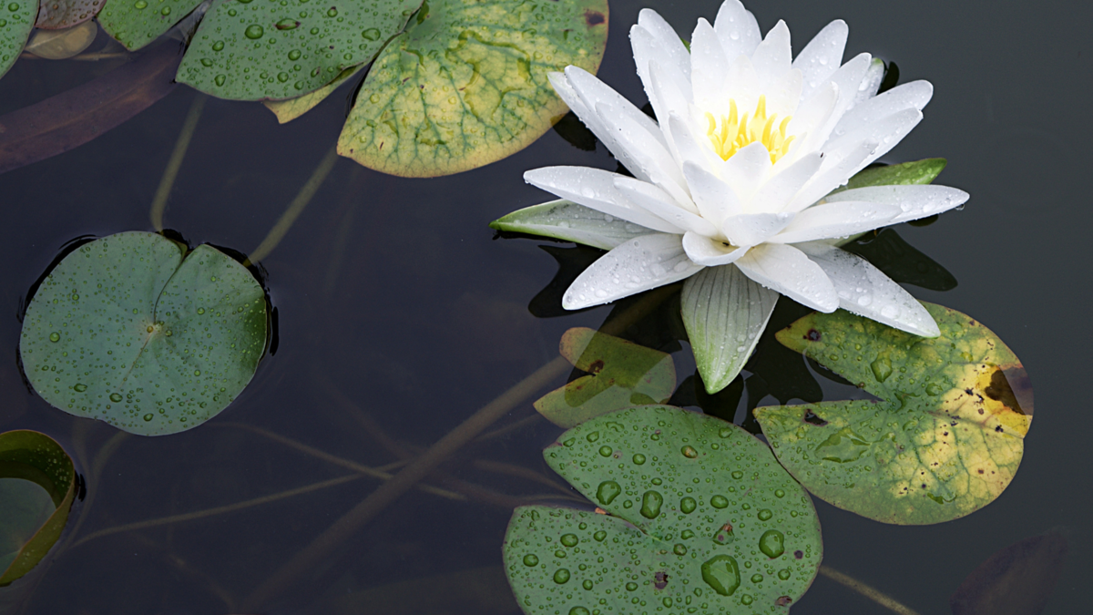 Flor de lótus. 