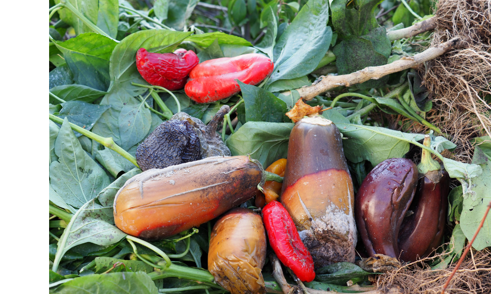 Verduras e legumes podres.