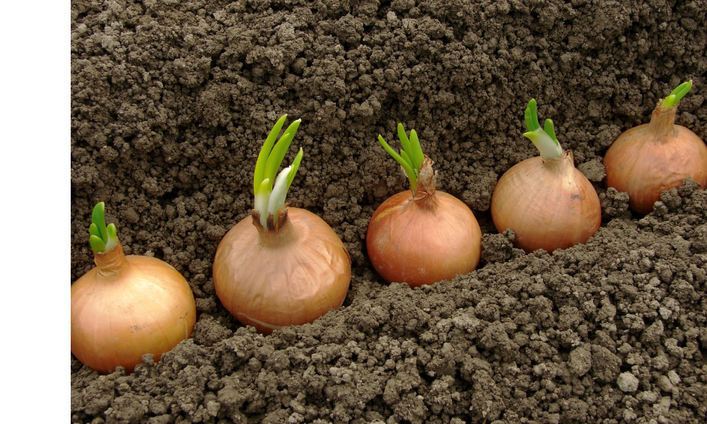 Cebolas plantadas na terra.