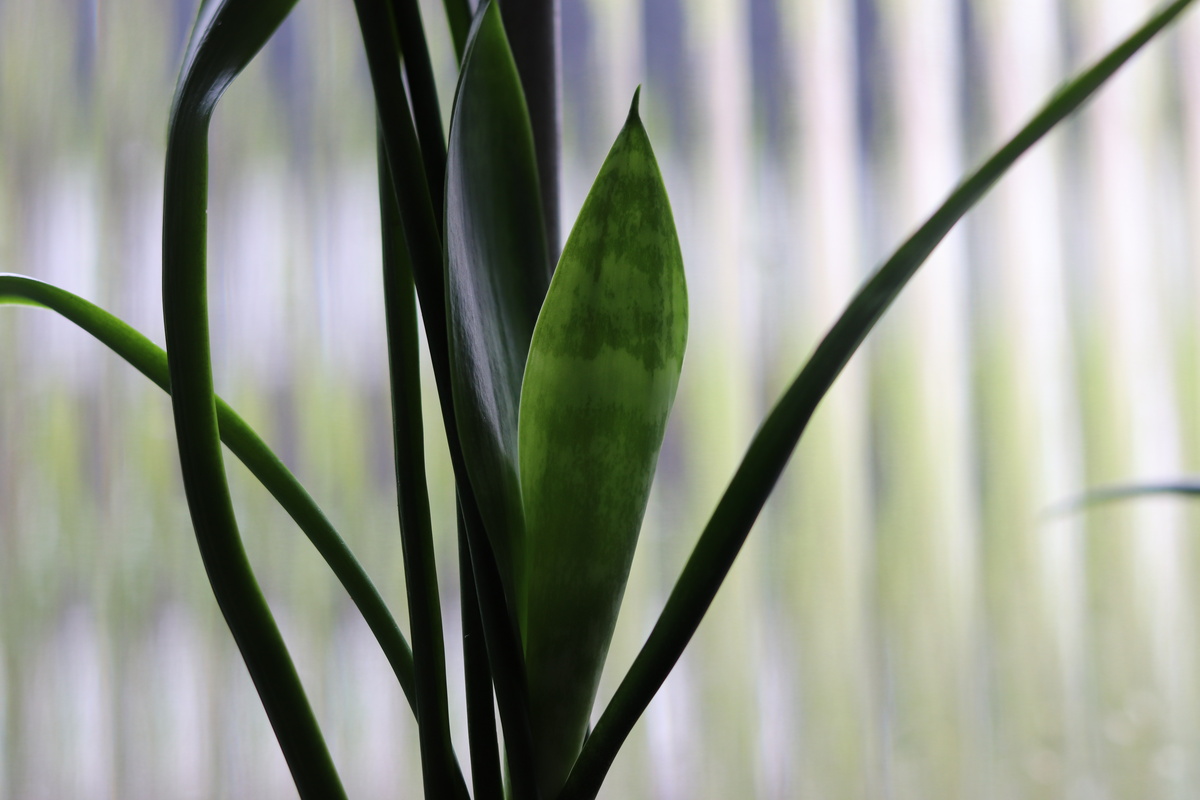 Imagem da planta Espada de São Jorge