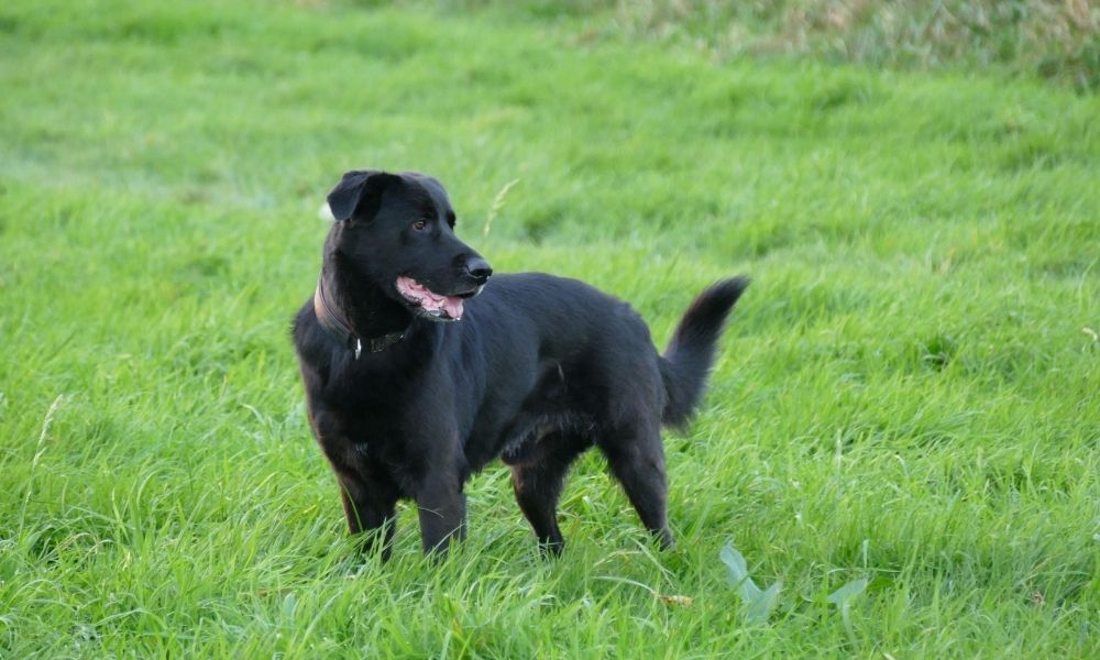 cachorro preto